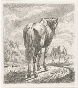 Pferd von hinten gesehen