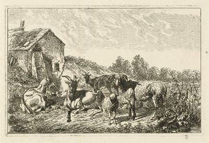 Vier Ziegen und ein Schaf bei einem Haus