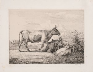 Kühe auf der Weide