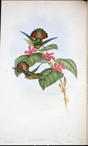 Verwandter Einsiedler von John (after) Gould