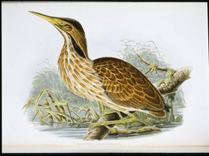 Amerikanischer Rohrdommel (Botaurus Lentiginosus)