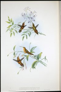Gürtel-Einsiedler (Phaethornis Nigrocinctus) und Bischofseinsiedler (Phaethornis Episcopus) von John (after) Gould
