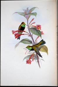 Schwarzbrust-Bergstern (Oreotrochilus Melanogaster)