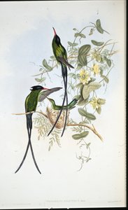 Schwarzgekrönter Kolibri (Trochilus polytmus)