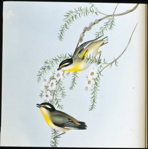 Schwarzkopf-Pardalote (Pardalotus Melanocephalus) von John (after) Gould