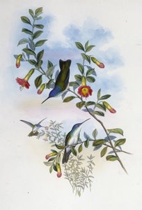 Blaukehliger Azurkrone (Cyanomyia Cyanocollis) von John (after) Gould