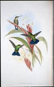 Blaugeschwänzter Mango-Kolibri (Lampornis Viridis)