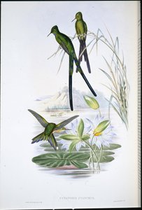 Blaugeschwänzter Sylphe (Cynanthus Cyanurus)