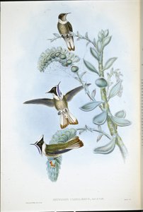 Blaukehl-Helmhaube von John (after) Gould