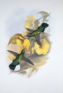 Blaukehl-Säbelflügel (Campylopterus Ensipennis)