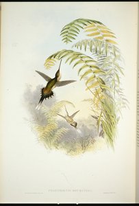 Bourciers Einsiedler (Phaethornis Bourcieri)