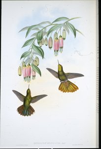 Messingschwanz von John (after) Gould