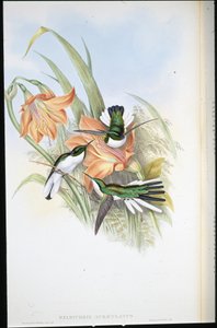 Brasilianische Fee (Heliothrix Auriculatus)