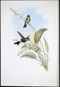 Brasilianischer Panoplites (Thalurania Eryphile)