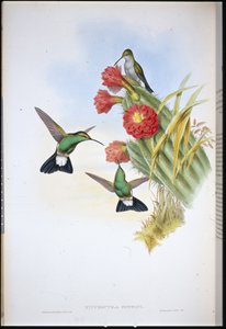 Buffons Plumeleteer (Hypuroptila Buffoni)