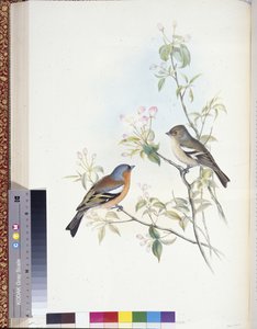 Buchfink (Fringilla Caelebs) von John (after) Gould