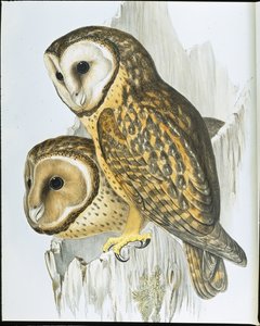 Kastaniengesicht-Eule (Strix Castanops) von John (after) Gould