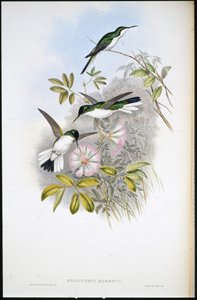 Kolumbianische Fee (Heliothrix Barroti)