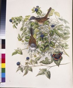 Dorngrasmücke (Sylvia communis)