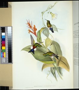 Kupferbauch-Puffbein (eriocnemis cupreiventris)