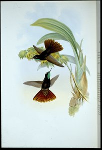 Kupferschwanz (Metallura Cupreicauda)