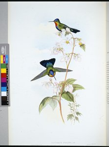 Costa-Rica-Kolibri (Panterpe Insignis) von John (after) Gould