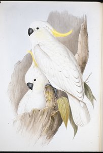 Hauben-Kakadu (Cacatua Galerita)