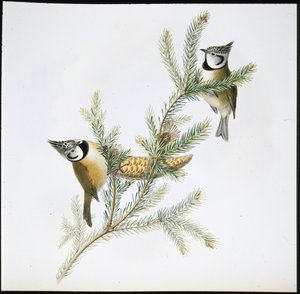 Haubenmeise (Parus Cristatus)
