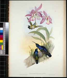 De-Lattres Säbelwinge (campylopterus Delattrei)