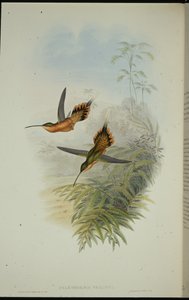 De Fillipis Einsiedler (Phaethornis Philippi)