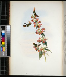 De Lattres Coquette (Lophornis Delattrei)