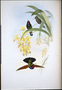 De Rhams Granat (Lamprolaima Rhami)
