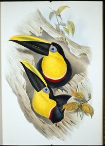 Zweifelhafter Tukan (Ramphastos Ambiguus)