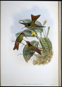 Ecuadorianischer Regenbogen (Diphlogaena Hesperus)