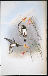 Estellas Bergstern-Kolibri (Oreotrochilus Estella) von John (after) Gould