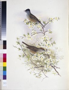Mönchsgrasmücke (Sylvia atricapilla)