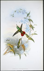 Feuerschwanz-Avocet