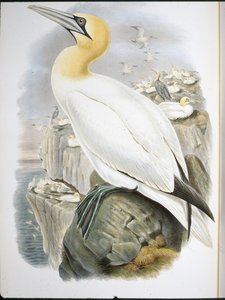 Basstölpel (Sula Bassana)