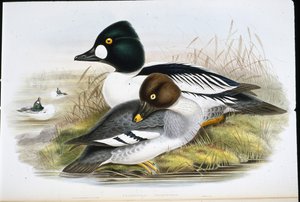Goldauge (Clangula Glaucion)
