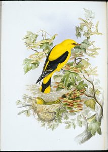 Pirol von John (after) Gould