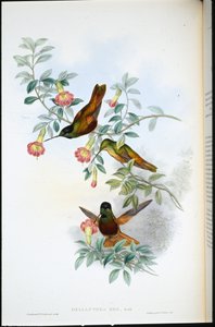 Goldener Sternfrontlet (Helianthea Eos)