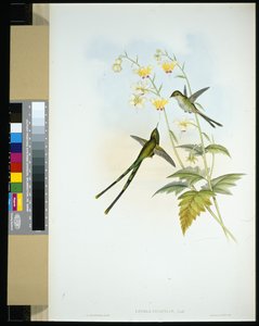 Graziöser Zugvogel (lesbia gracilis)