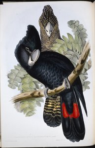 Großschnabel-Schwarz-Kakadu (Calyptorhynchus Macrorhynchus)