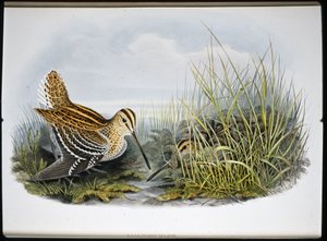 Großer Schnepfenvogel (Gallinaco Major) von John (after) Gould