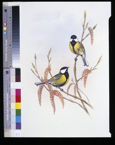 Kohlmeise (Parus Major)