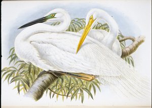 Großer Weißer Reiher (Herodias Alba) von John (after) Gould