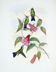Grün & Blau Saphir (Eucephala Smaragdocaerulea) von John (after) Gould