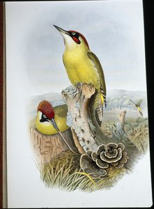 Grünspecht von John (after) Gould