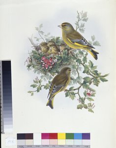 Grünfink (handkolorierte Lithografie)