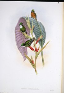 Grauschwanzkolibri
